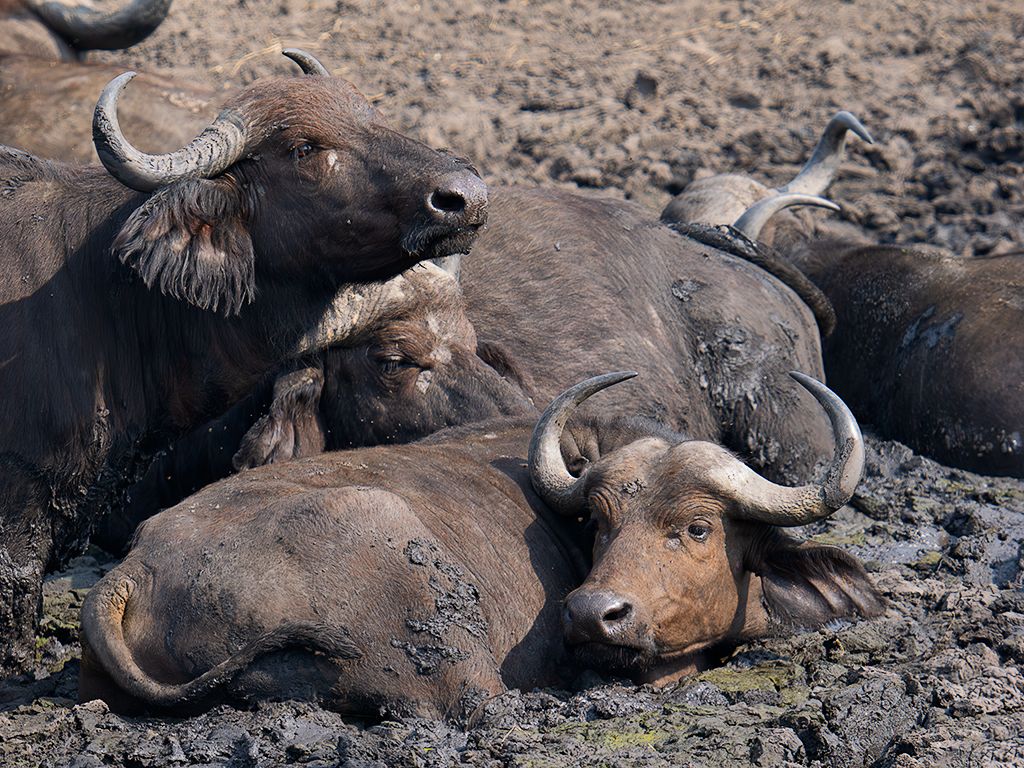 Búfalo