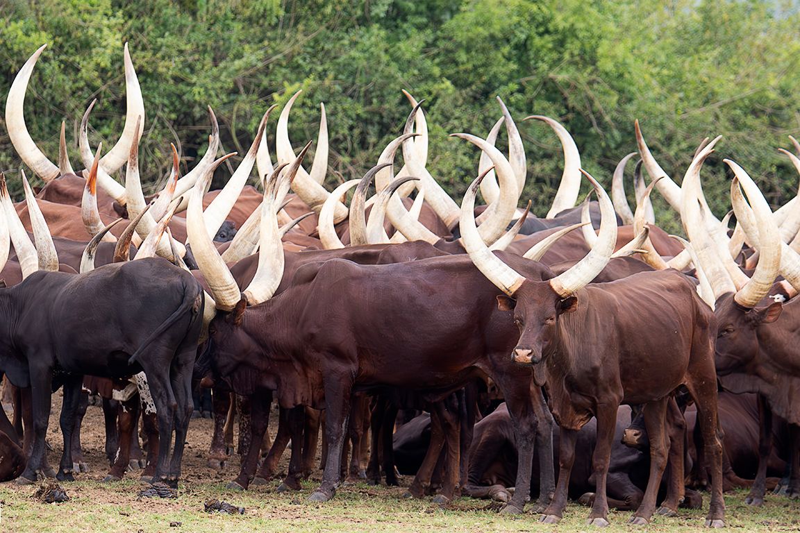 Ganado ankole-watusi