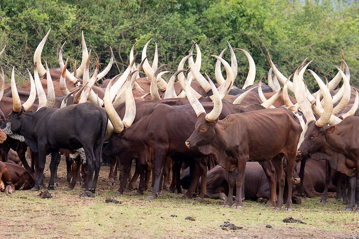 Ganado ankole-watusi