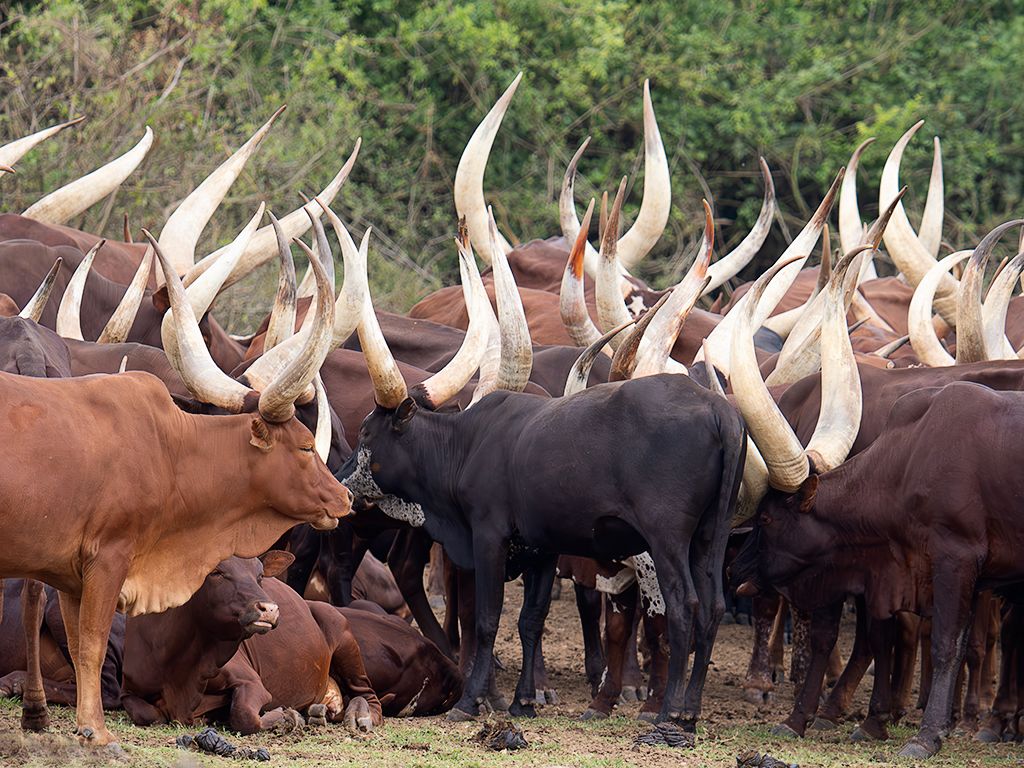 Ganado ankole-watusi