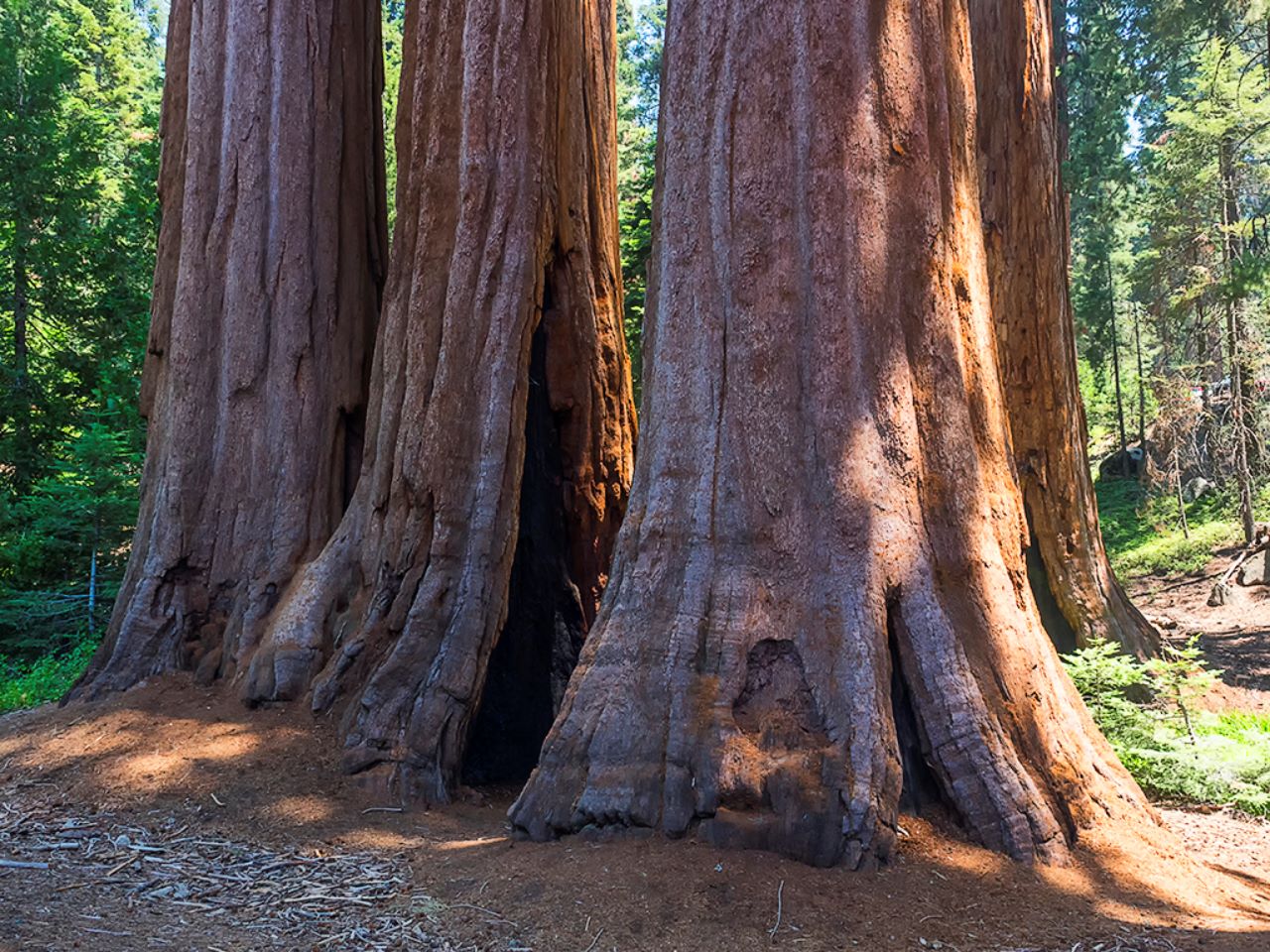 Parque nacional Sequoya