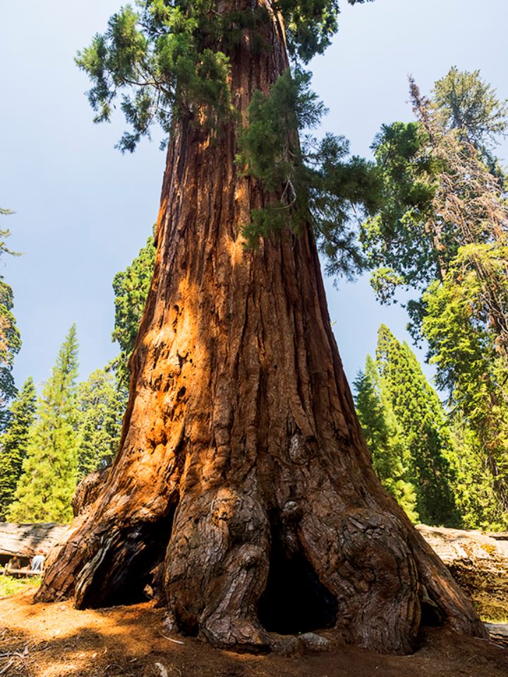 Parque nacional Sequoya