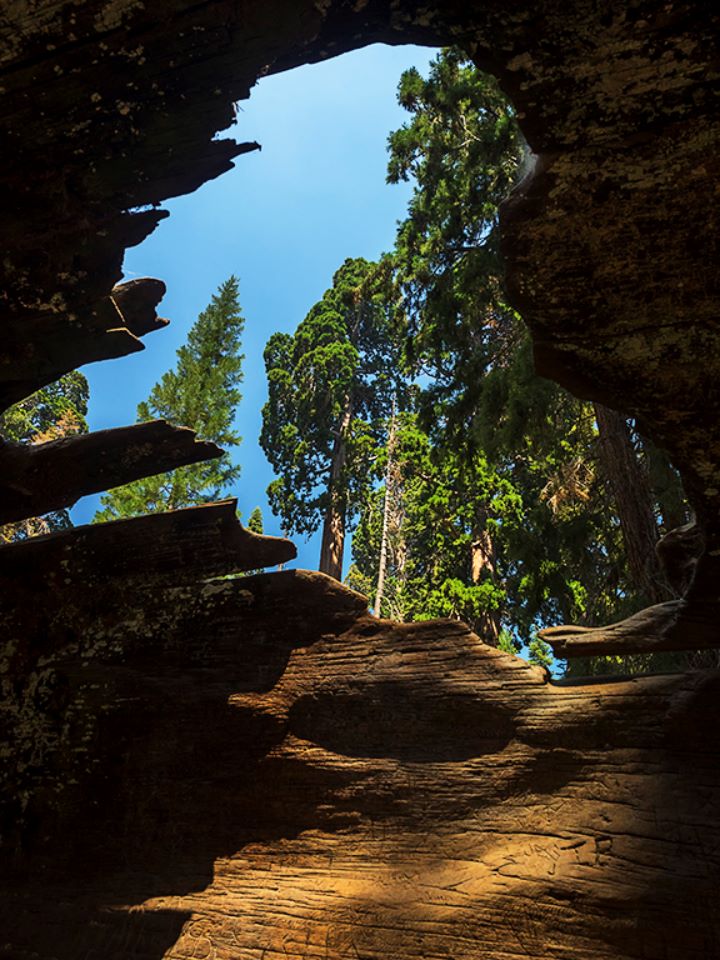 Parque nacional Sequoya