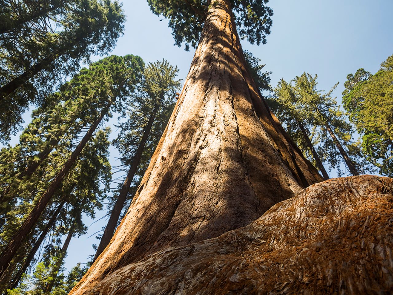 Parque nacional Sequoya