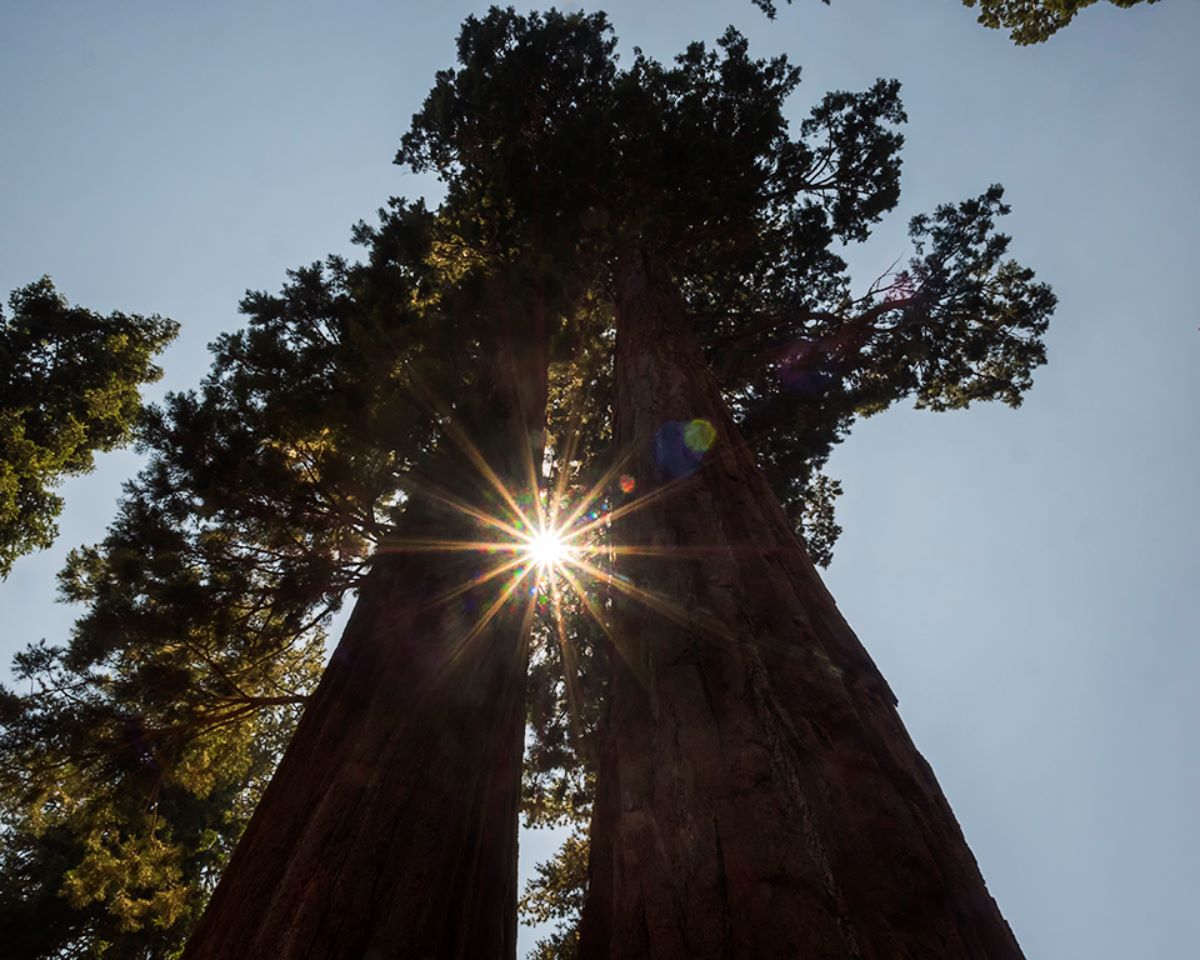Parque nacional Sequoya