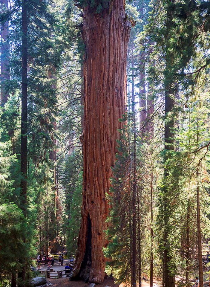 Parque nacional Sequoya