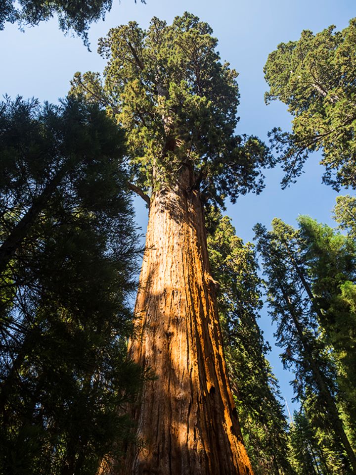 Parque nacional Sequoya
