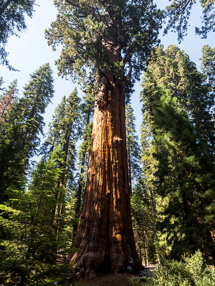 Parque nacional Sequoya