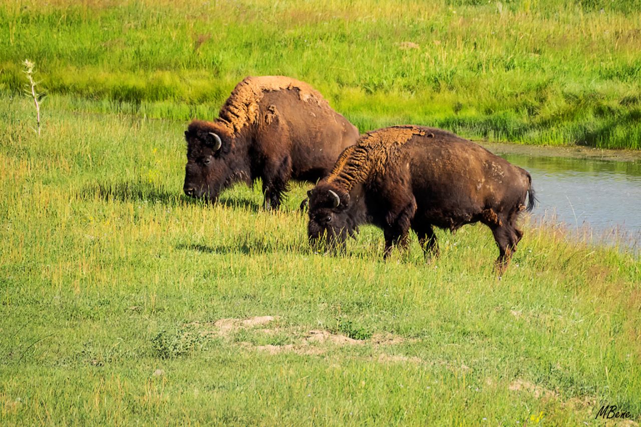 Bisontes