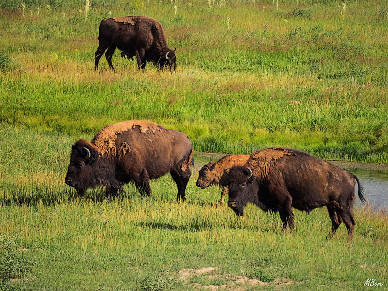 Bisontes