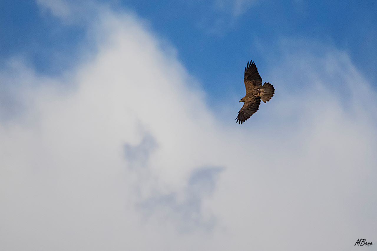 También alguna rapaz en vuelo