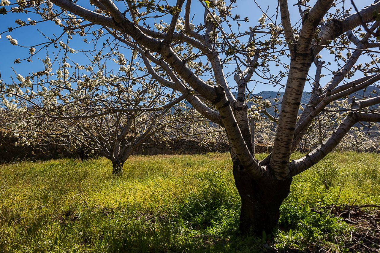 Cerezos en flor