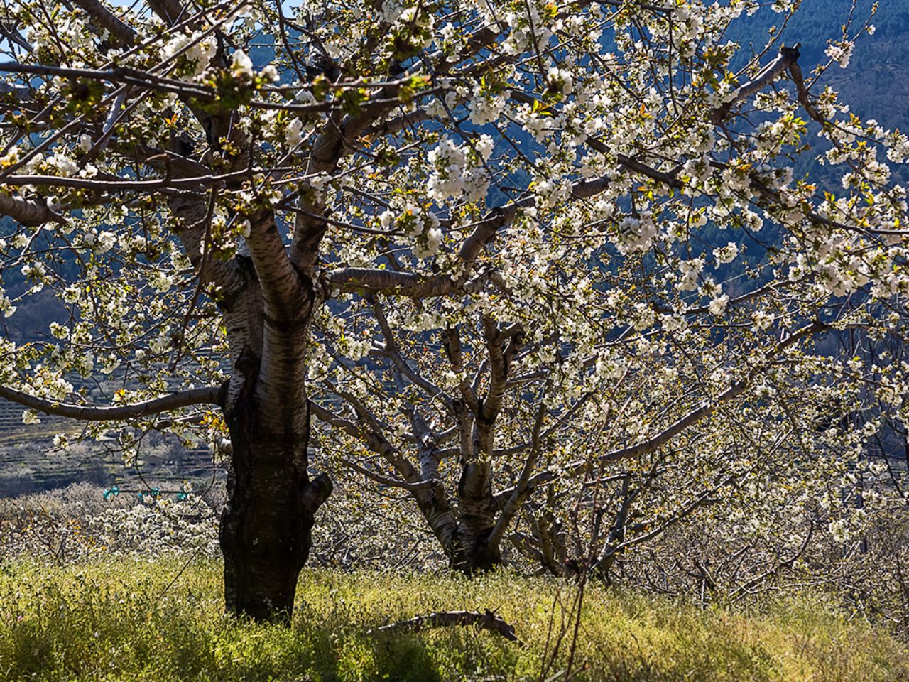 Los cerezos en flor