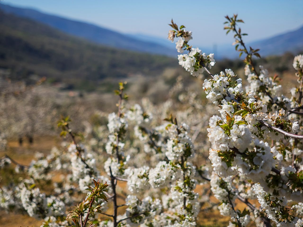 Los cerezos en flor