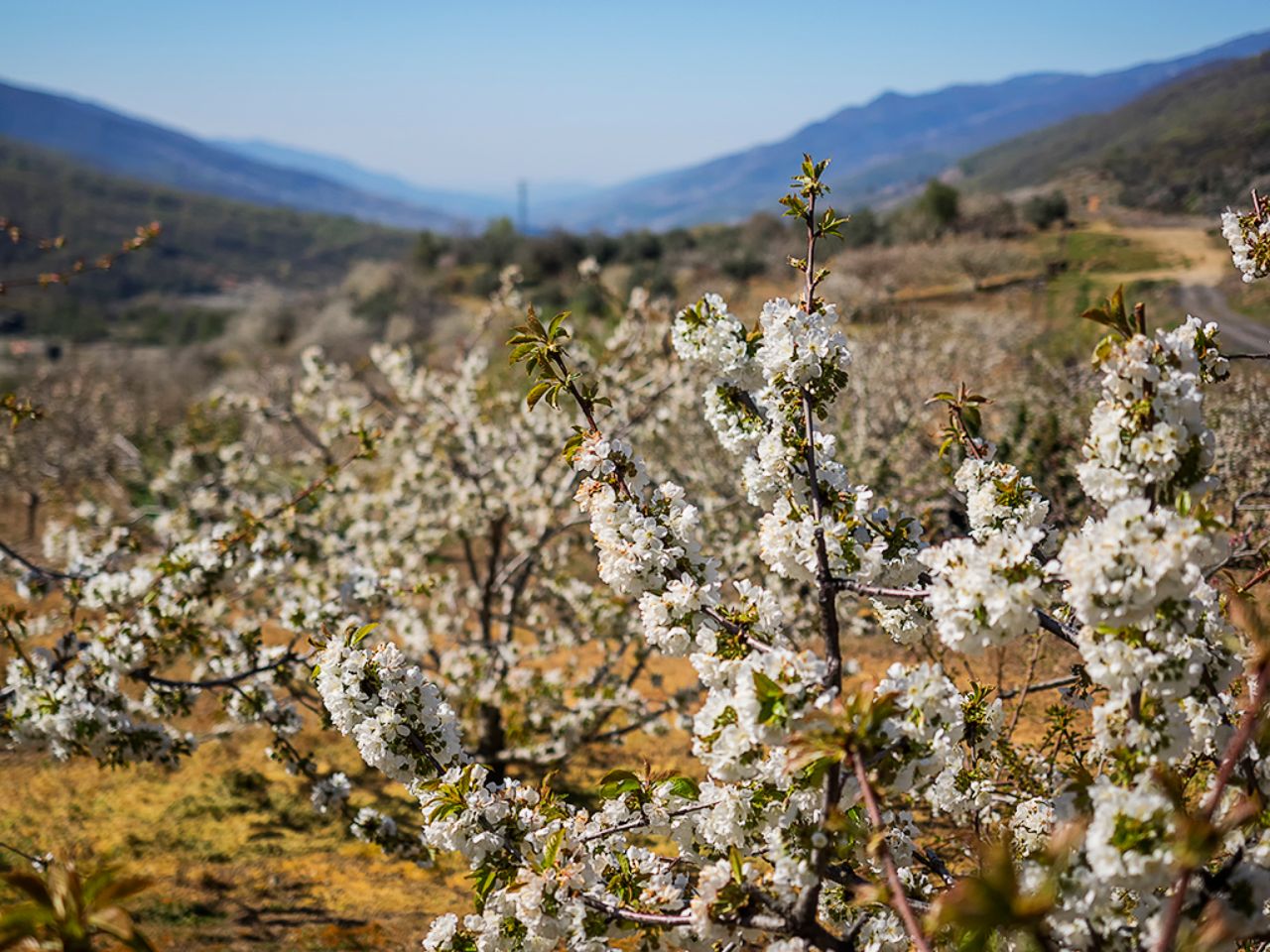 Los cerezos en flor