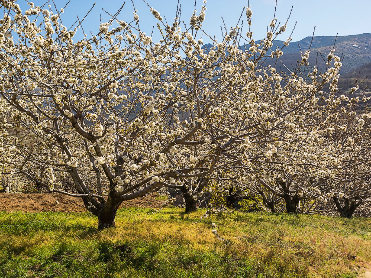 Los cerezos en flor