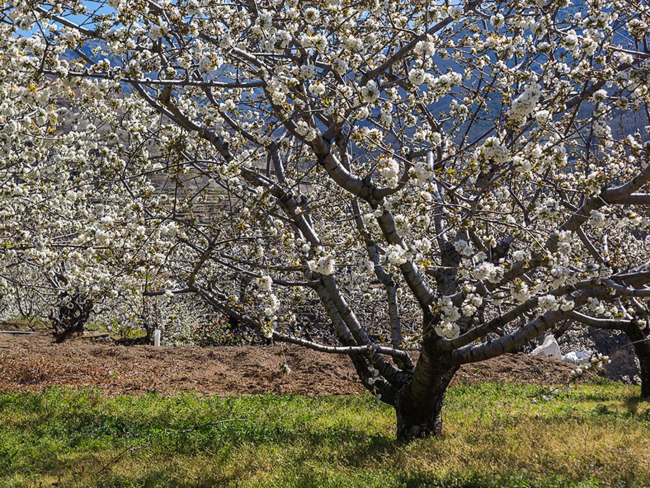 Los cerezos en flor