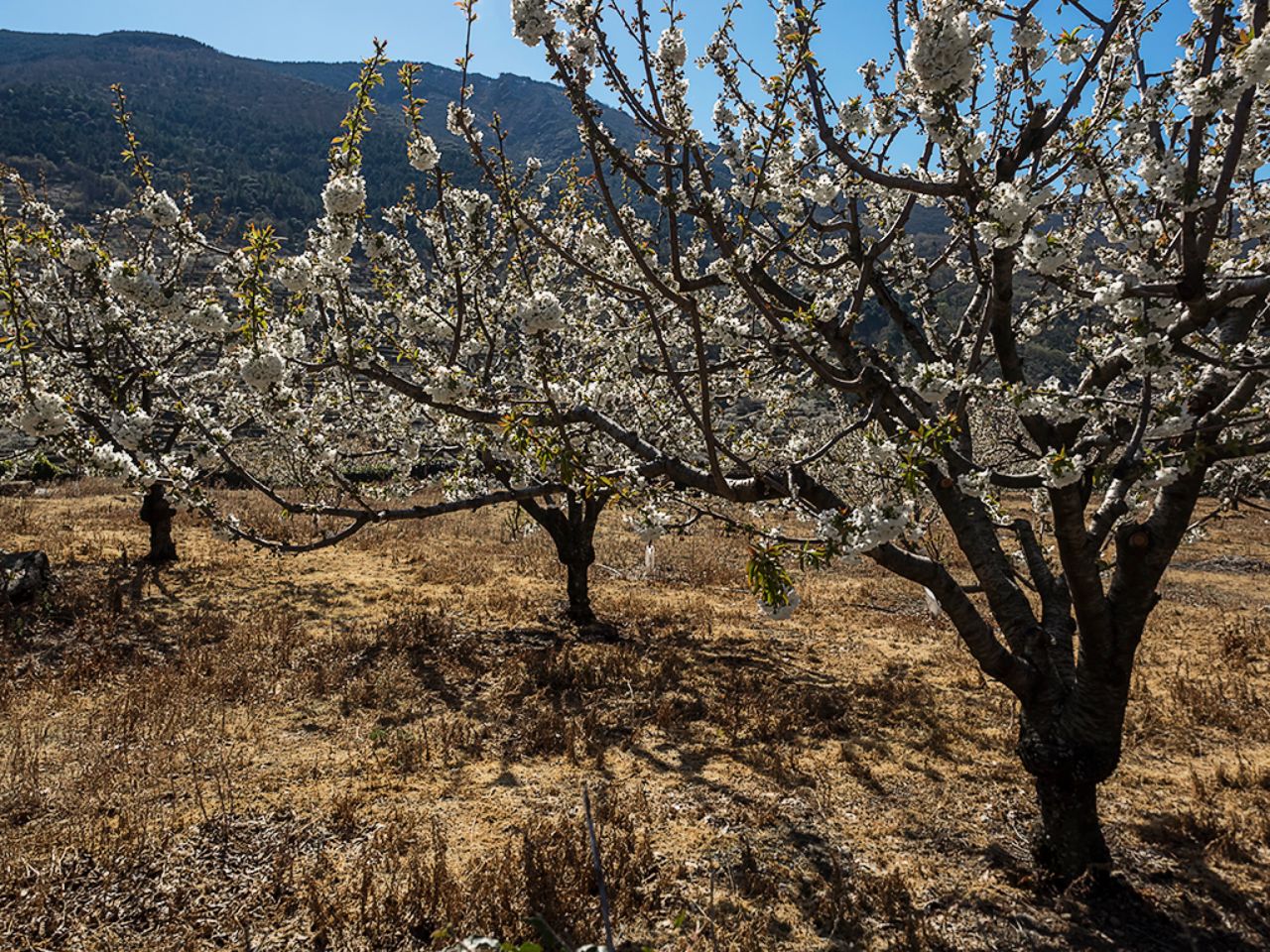 Los cerezos en flor