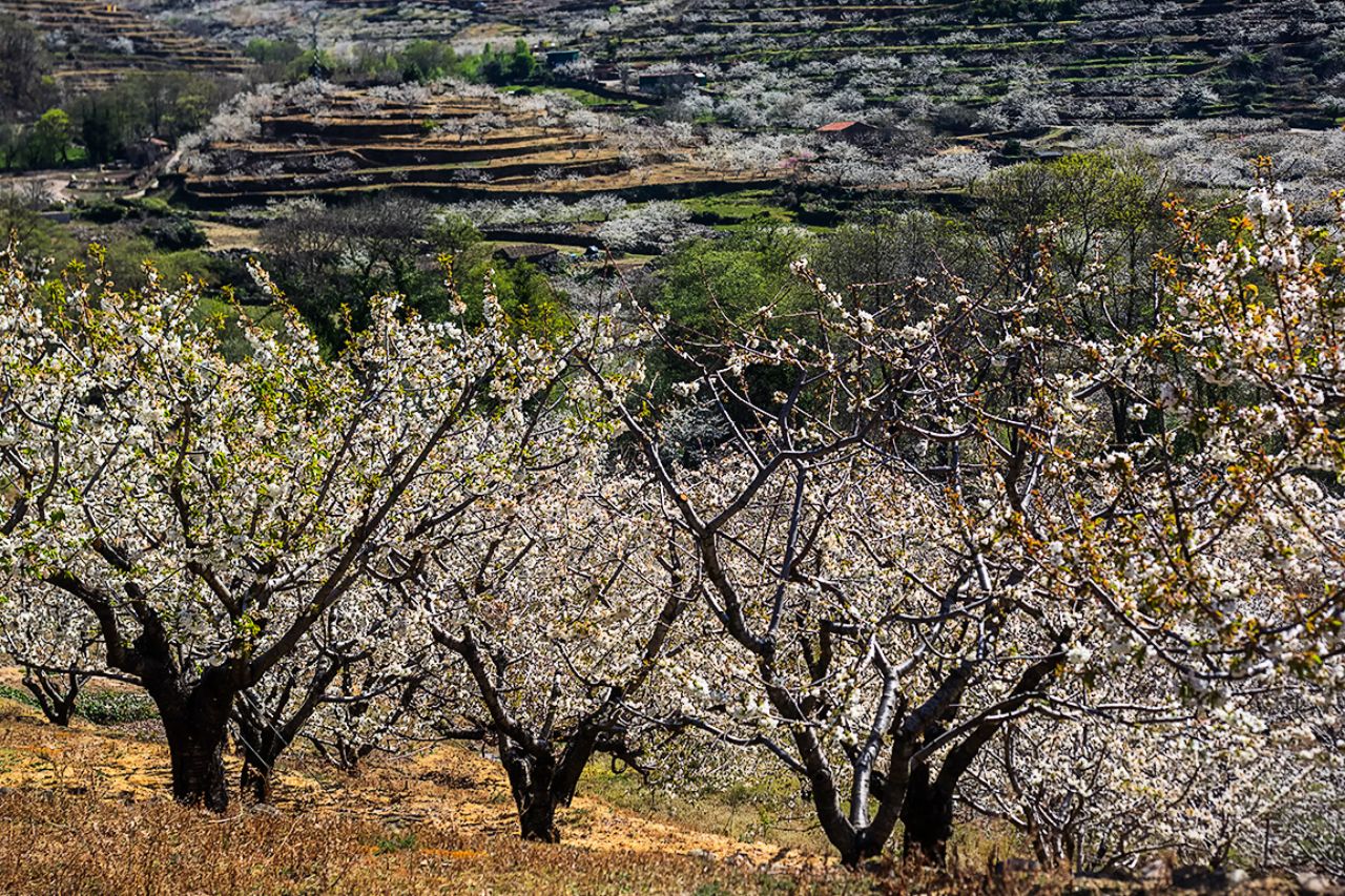 Los cerezos en flor