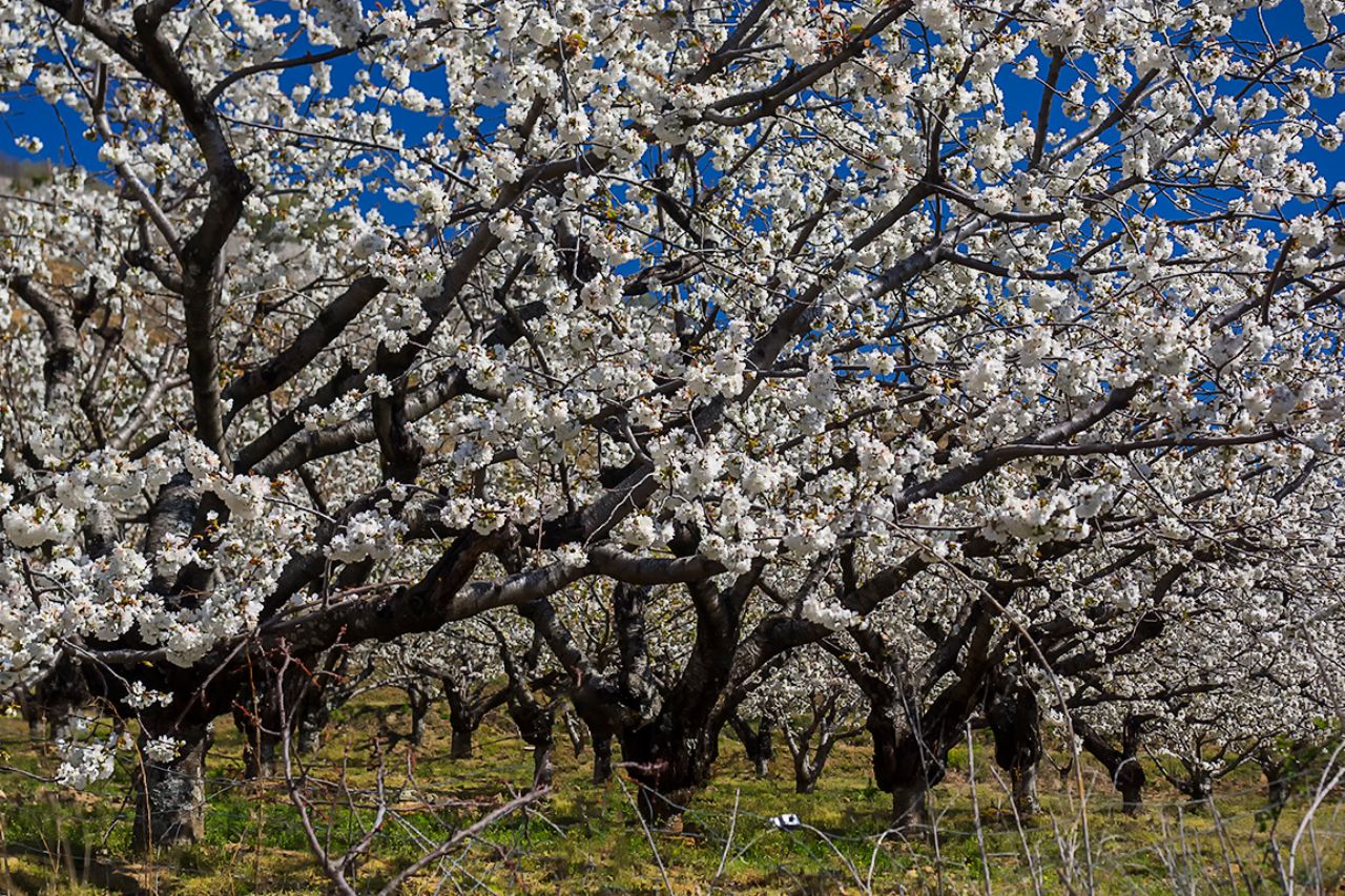 Los cerezos en flor