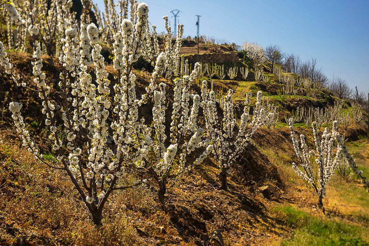 Los cerezos en flor