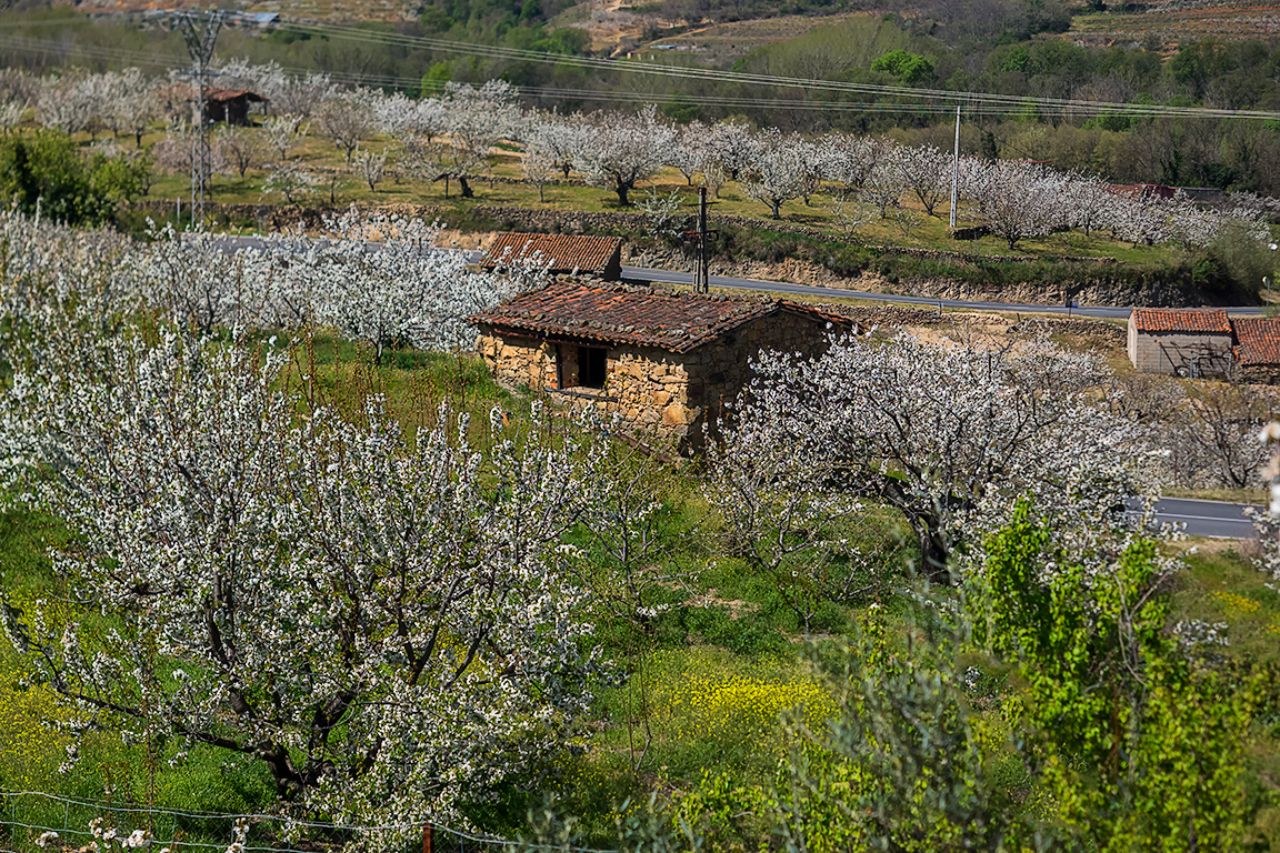 Los cerezos en flor