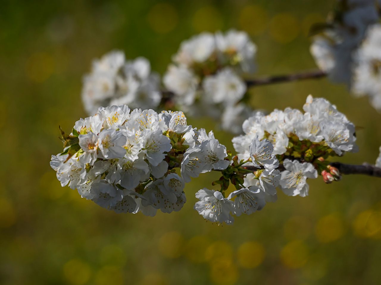 Los cerezos en flor