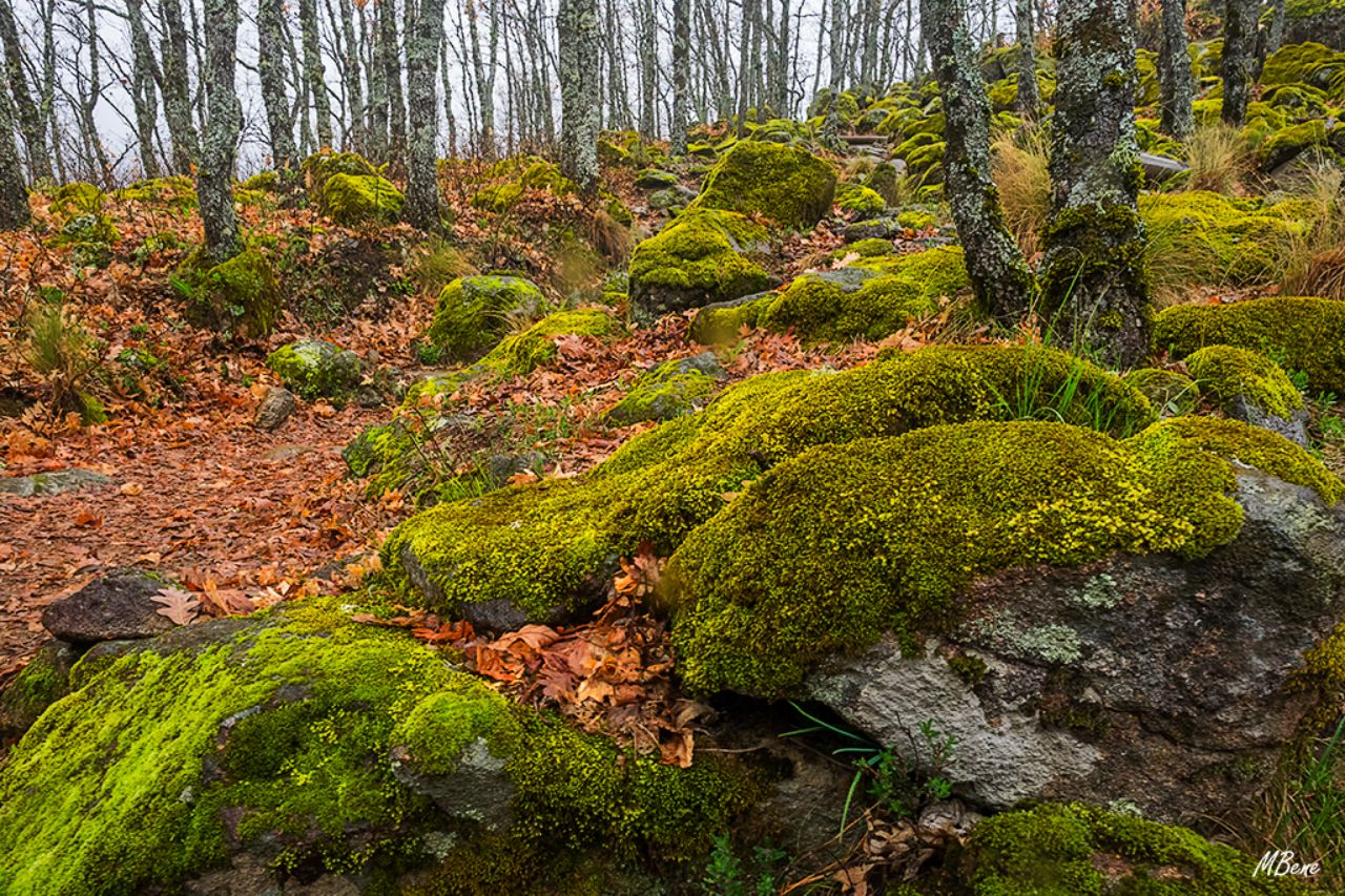 Primavera con sabor a otoño