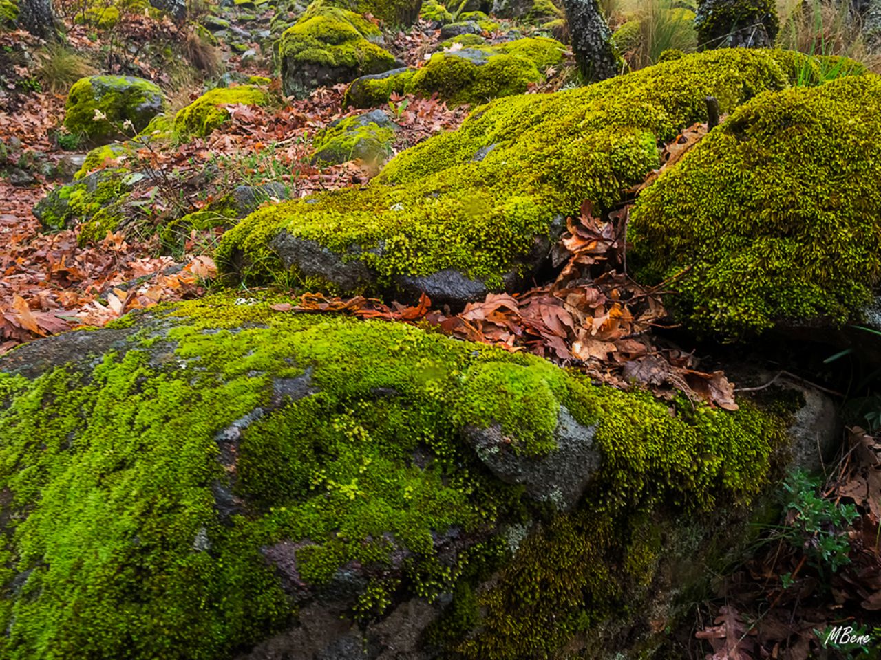 Primavera con sabor a otoño
