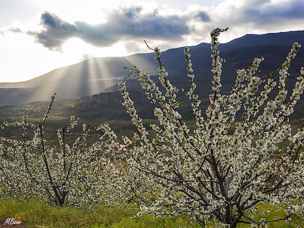 Los cerezos en flor