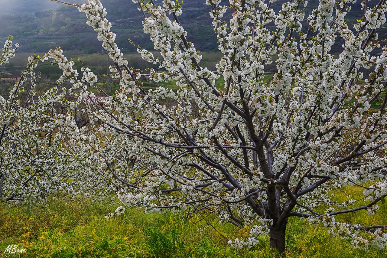 Los cerezos en flor
