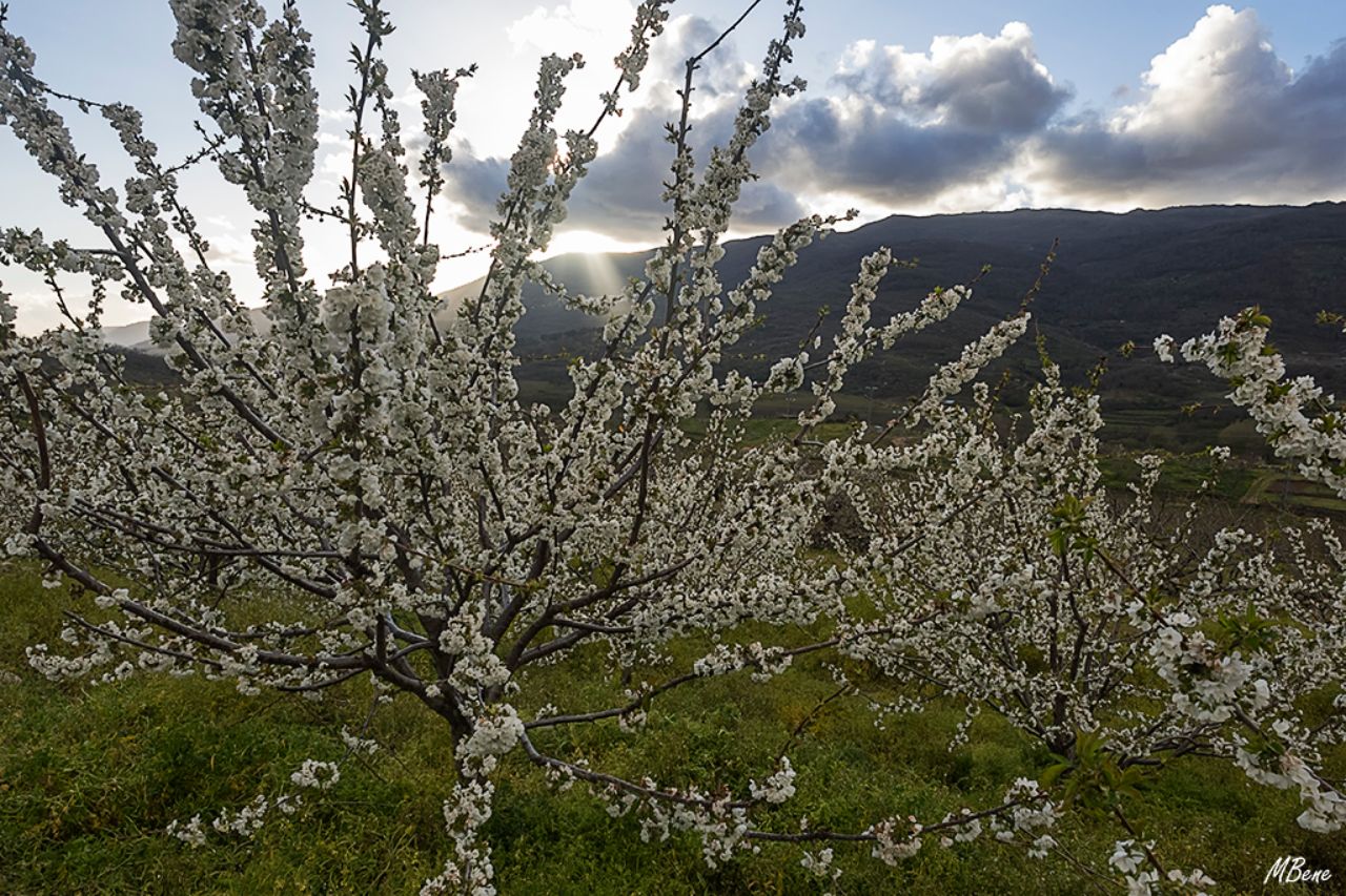 Los cerezos en flor