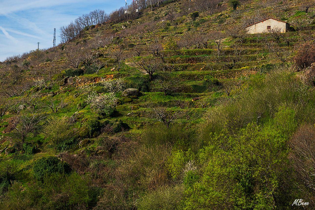 La ladera aterrazada