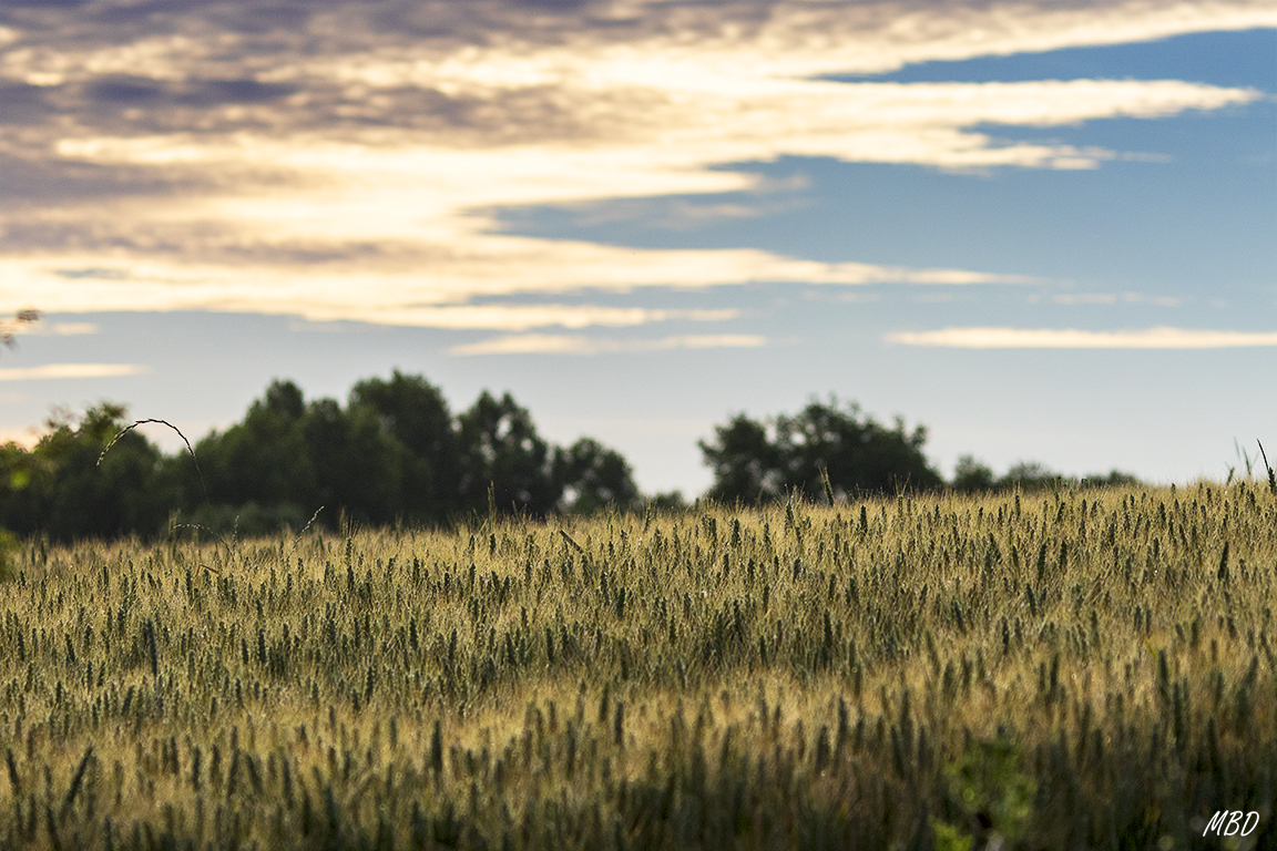 Colores de la mañana
