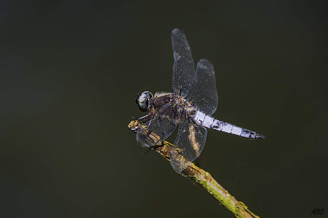 Libellula fulva