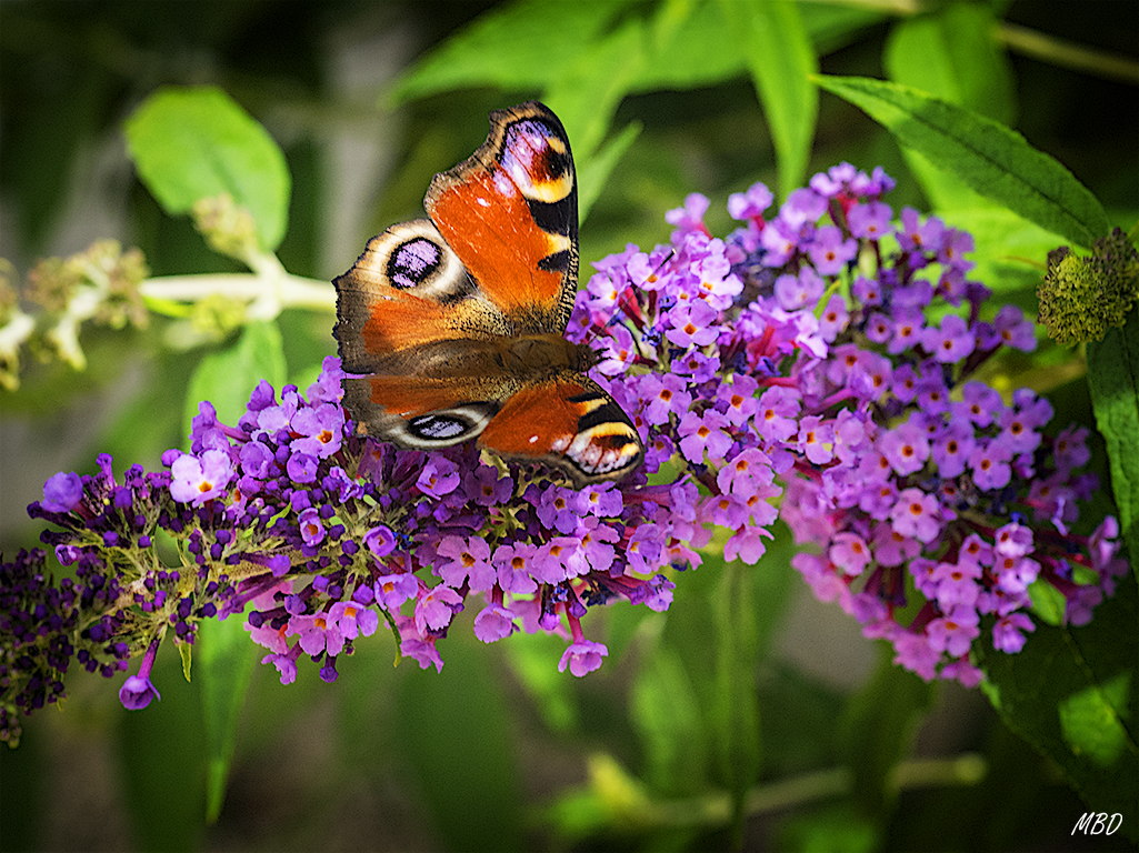 Mariposa pavo real (aglais io)