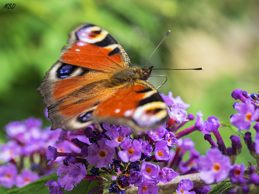 Mariposa pavo real (aglais io)