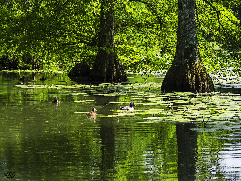 Ciprés de los pantanos