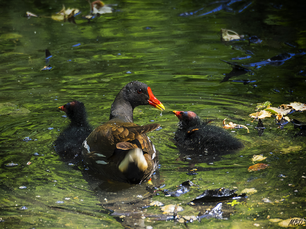 Tierna imagen de mamá gallineta