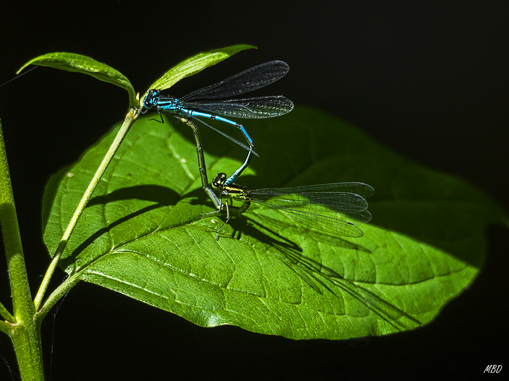Cópula de alfilerillos