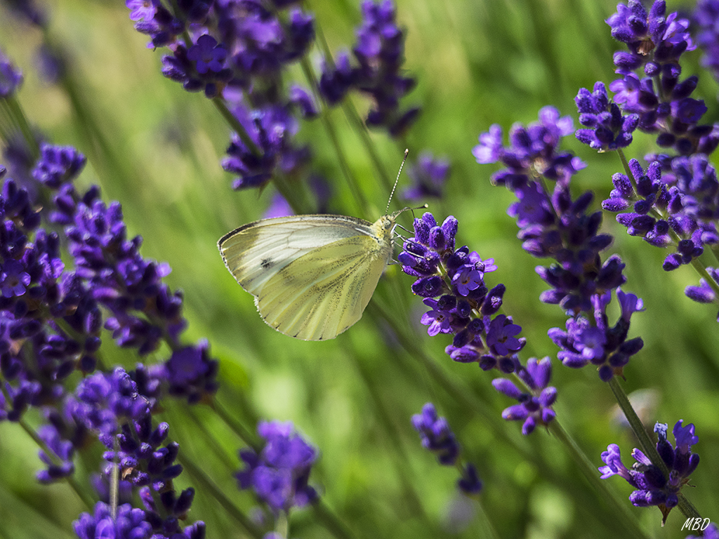 Pieris libando