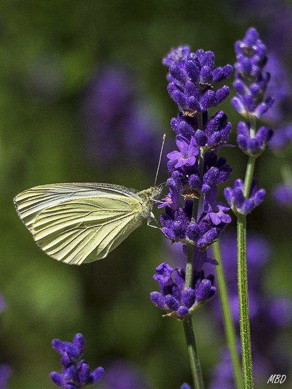 Pieris libando