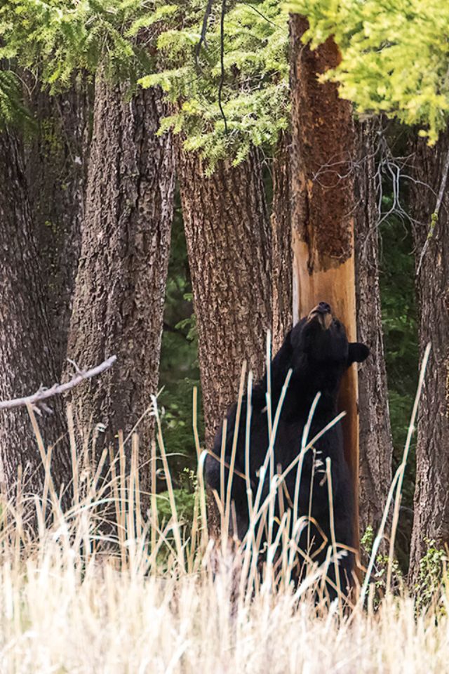 Osa negra rascándose