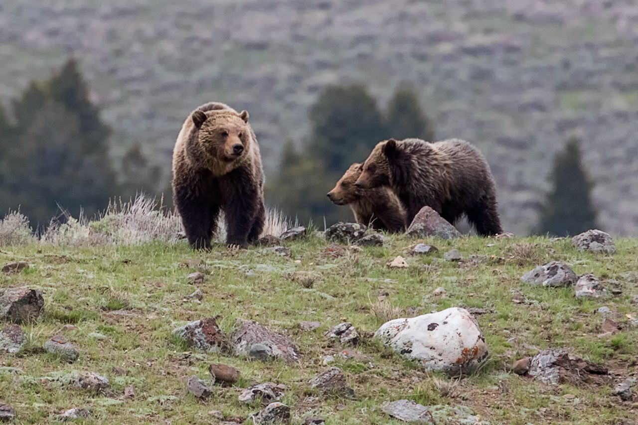 Hembra grizzly o oseznos