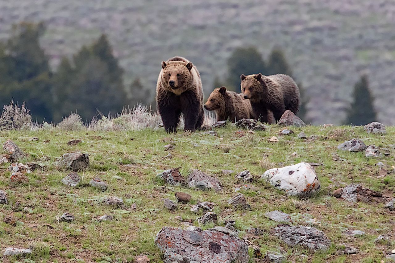 Hembra grizzly o oseznos