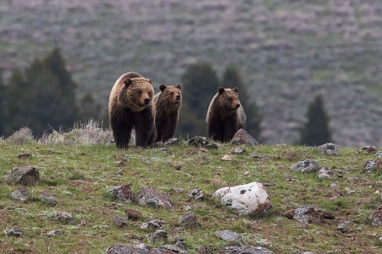 Hembra grizzly o oseznos