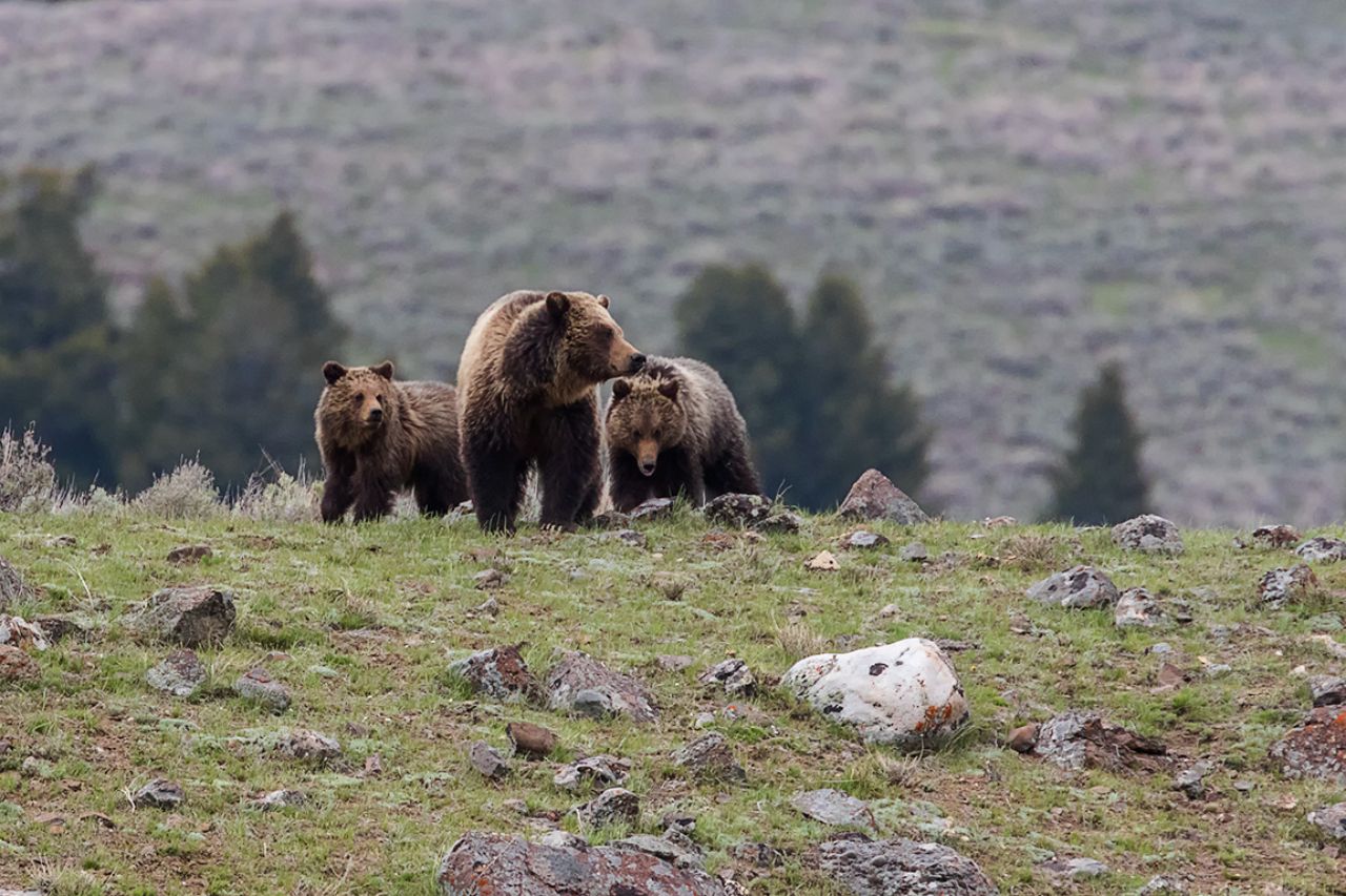 Hembra grizzly o oseznos