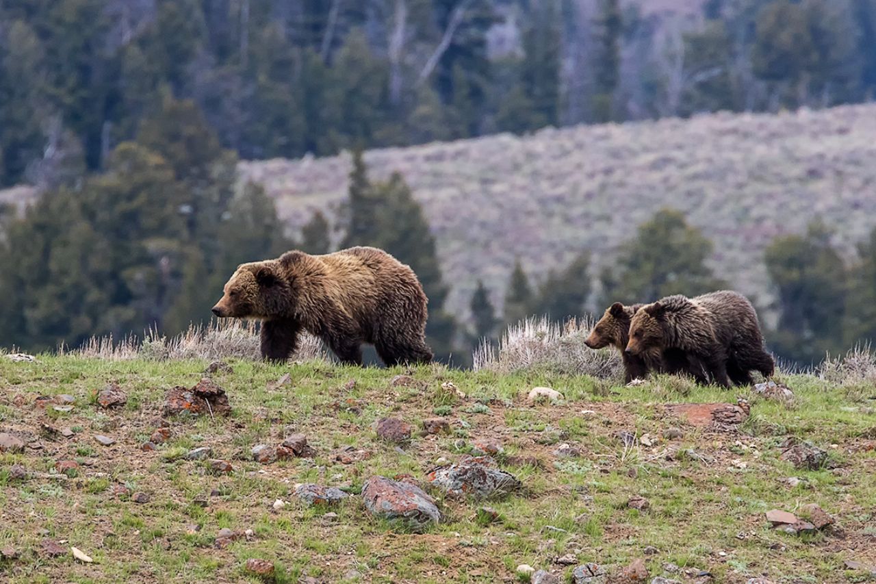 Hembra grizzly o oseznos