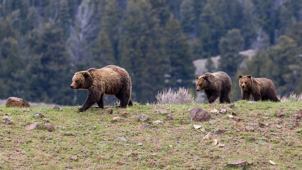 Hembra grizzly o oseznos