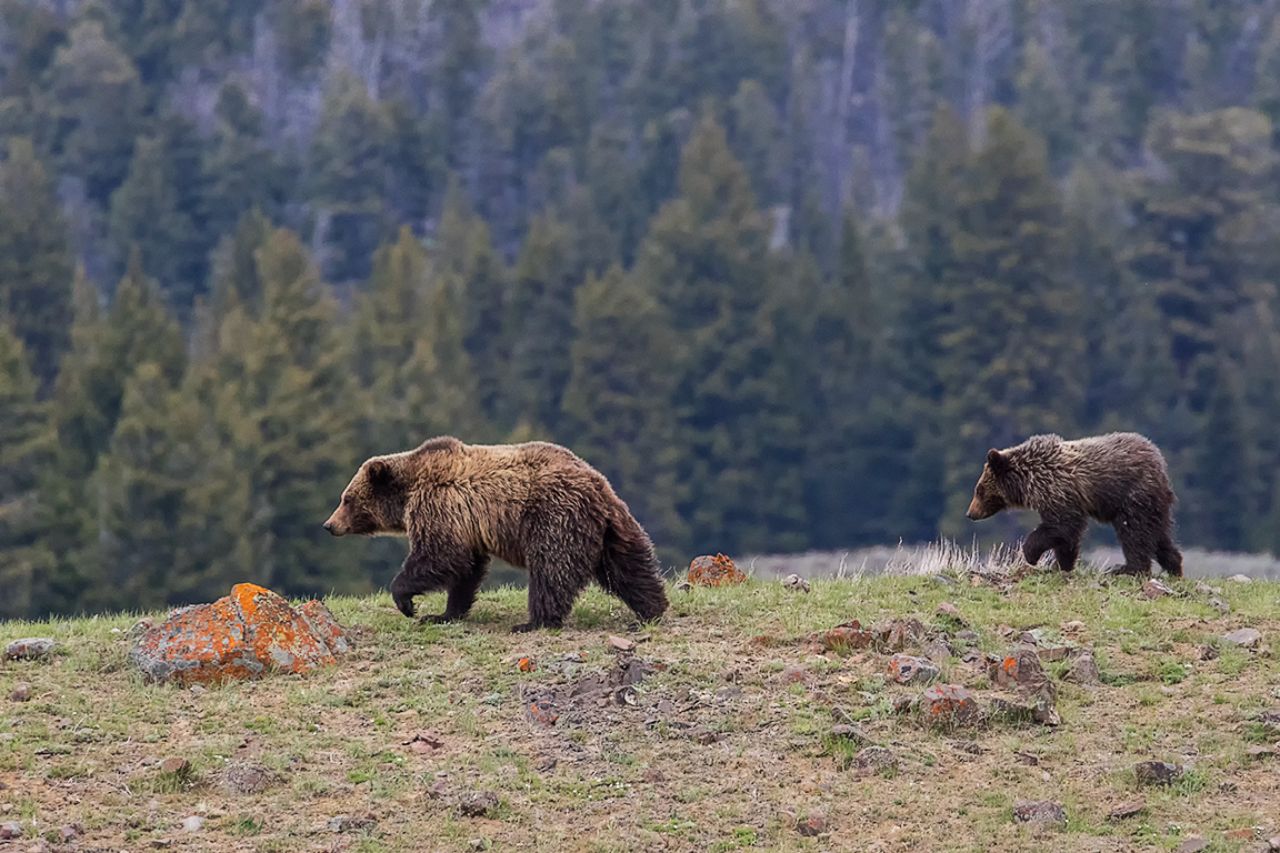 Hembra grizzly o oseznos